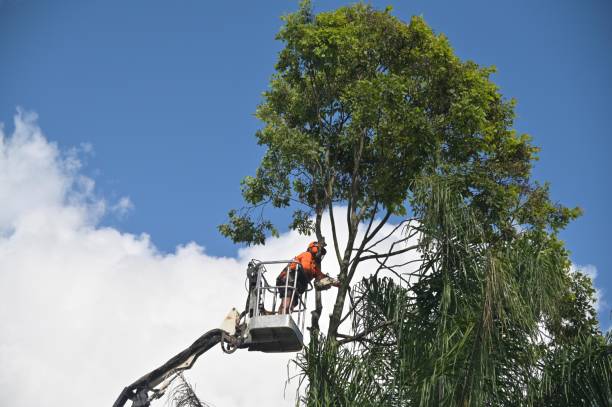 Best Tree Health Inspection  in Santa Clara, UT